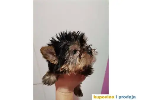 Jorkširski terijer YORKI - 7/9