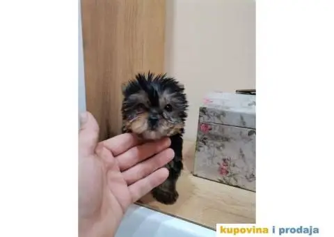 Jorkširski terijer YORKI - 8/9