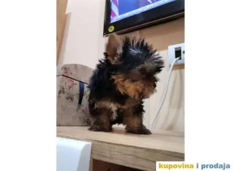 Jorkširski terijer YORKI - 9/9