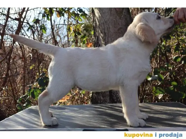 Labrador Retriver štene - 1