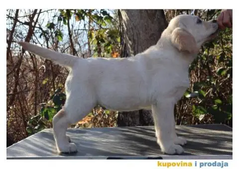 Labrador Retriver štene - 1/4