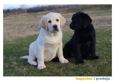 Labrador Retriver štene - 2/4