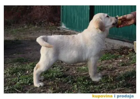 Labrador Retriver štene - 3/4