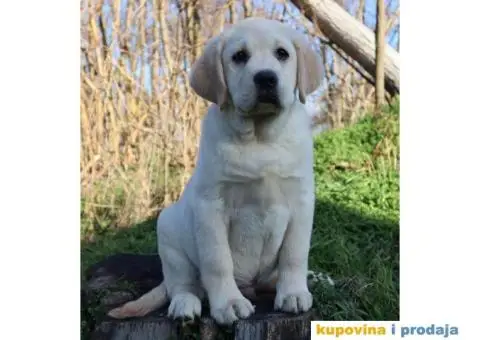 Labrador Retriver štene - 4/4