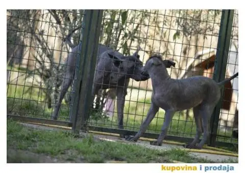 Meksički golokoži pas - 1/13