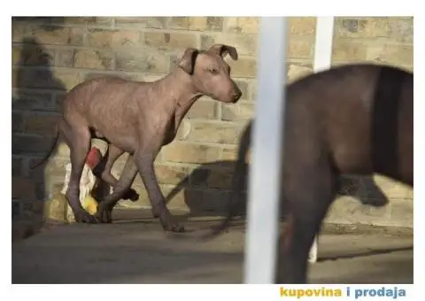 Meksički golokoži pas - 2/13