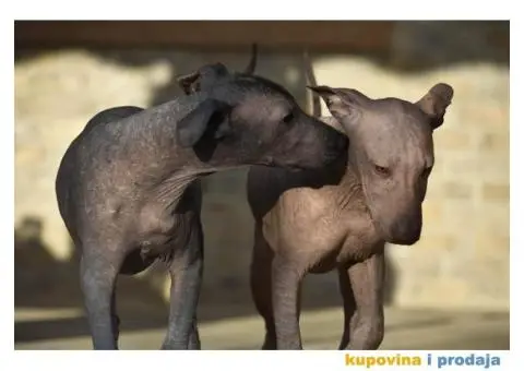 Meksički golokoži pas - 3/13