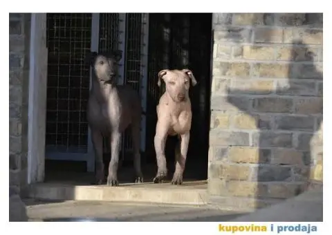 Meksički golokoži pas - 4/13