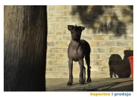 Meksički golokoži pas - 5/13