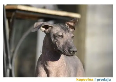 Meksički golokoži pas - 6/13