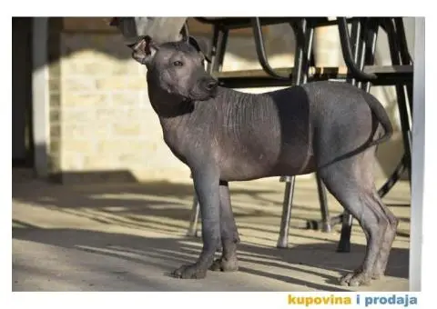 Meksički golokoži pas - 7/13