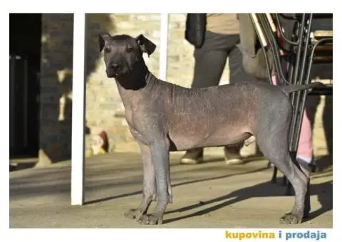 Meksički golokoži pas - 8/13
