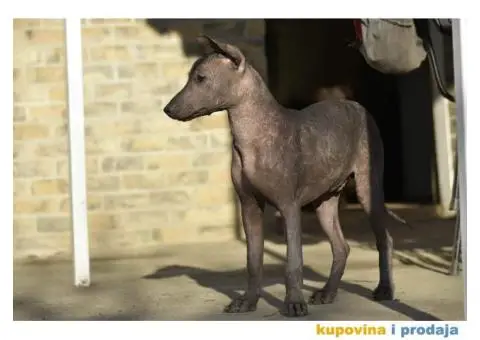 Meksički golokoži pas - 9/13