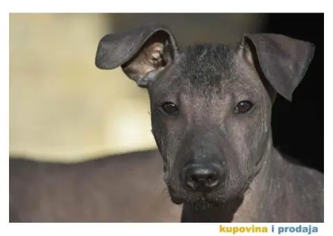 Meksički golokoži pas - 10/13