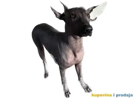 Meksički golokoži pas - 11/13