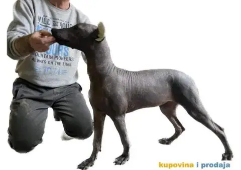 Meksički golokoži pas - 12/13