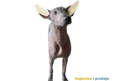 Meksički golokoži pas - 13/13