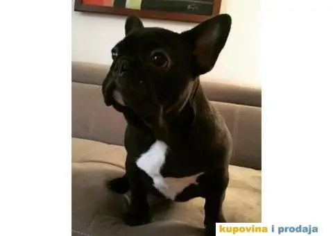 Francuski Buldog - 1/3