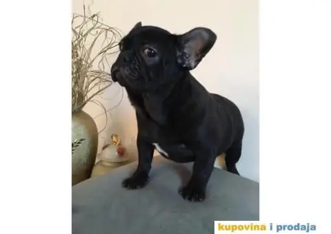 Francuski Buldog - 2/3