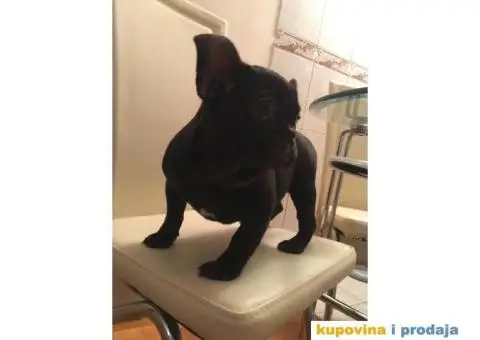 Francuski Buldog - 3/3