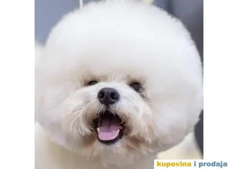 Kovrdžavi bišon štenci - 1/6