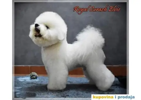 Kovrdžavi bišon štenci - 2/6