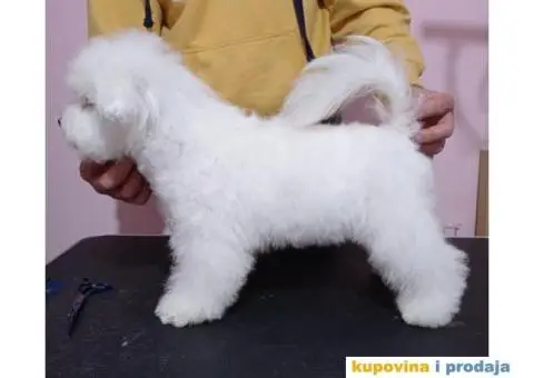 Kovrdžavi bišon štenci - 3/6