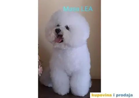 Kovrdžavi bišon štenci - 4/6
