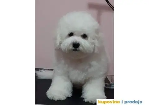 Kovrdžavi bišon štenci - 5/6