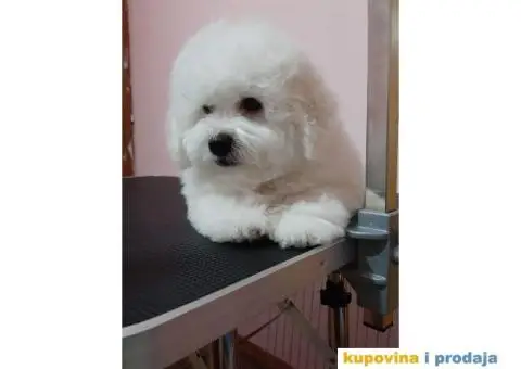 Kovrdžavi bišon štenci - 6/6