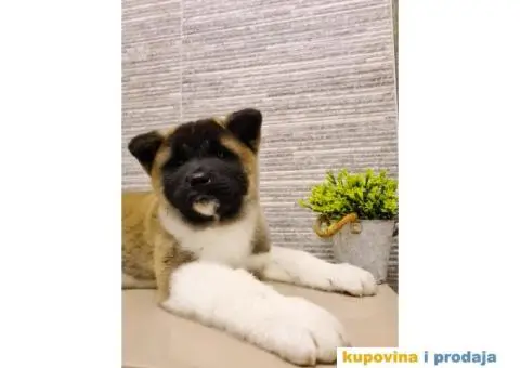 Prvobirano muško štene Američke akite - 1/8