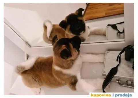 Prvobirano muško štene Američke akite - 2/8