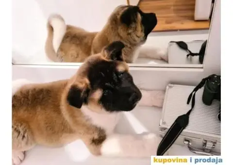 Prvobirano muško štene Američke akite - 3/8