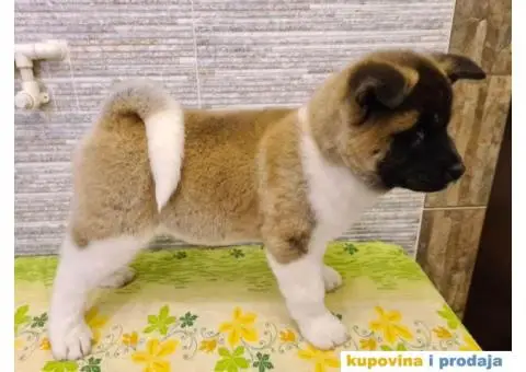 Prvobirano muško štene Američke akite - 4/8