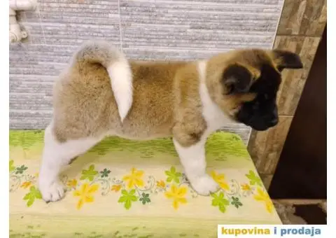 Prvobirano muško štene Američke akite - 5/8