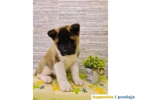 Prvobirano muško štene Američke akite - 6/8