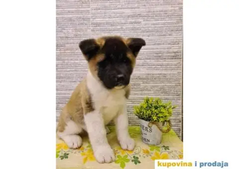 Prvobirano muško štene Američke akite - 7/8