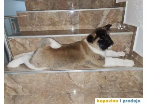 Prvobirano muško štene Američke akite - 8/8