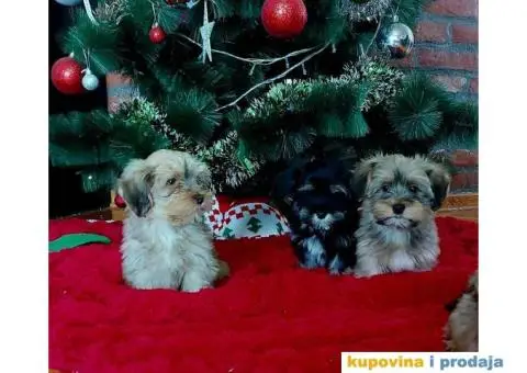 Havanski Bišon štenci - 1/10