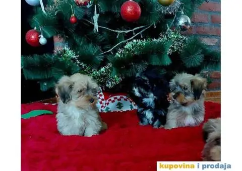 Havanski Bišon štenci - 2/10