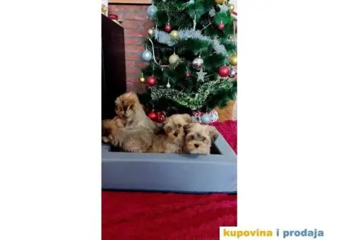 Havanski Bišon štenci - 3/10