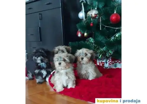 Havanski Bišon štenci - 4/10