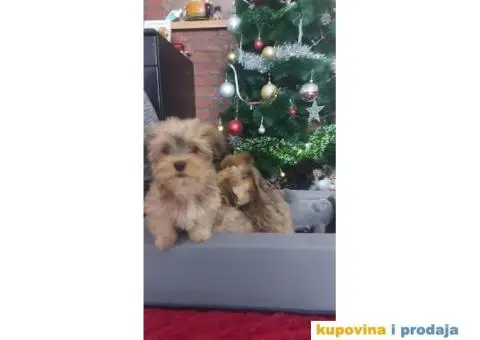 Havanski Bišon štenci - 5/10