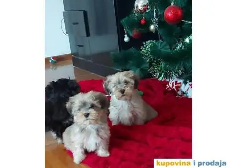 Havanski Bišon štenci - 6/10