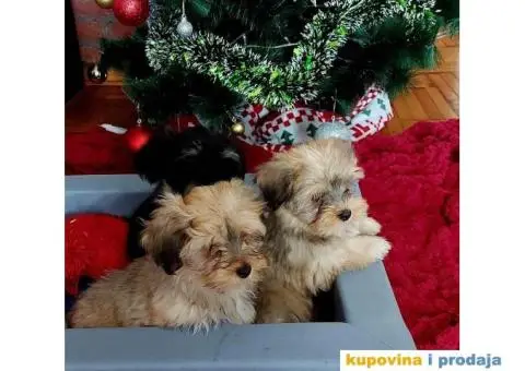 Havanski Bišon štenci - 7/10