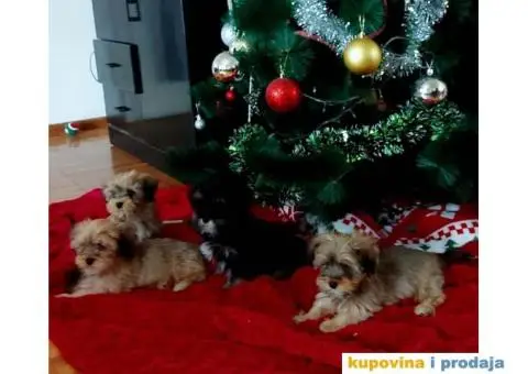 Havanski Bišon štenci - 8/10