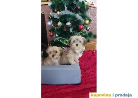 Havanski Bišon štenci - 9/10