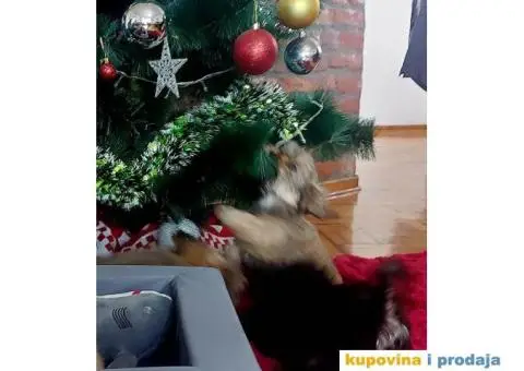 Havanski Bišon štenci - 10/10