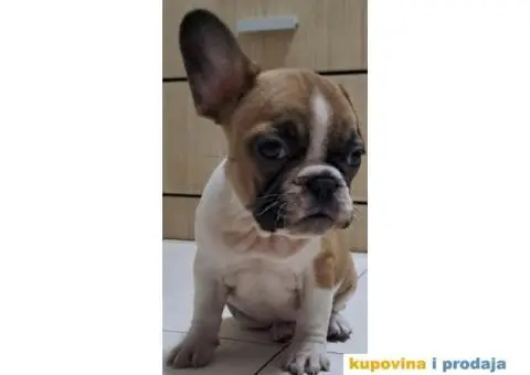 Francuski buldog štenci - 1/4