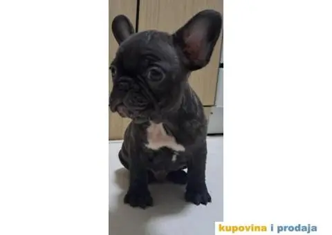 Francuski buldog štenci - 2/4